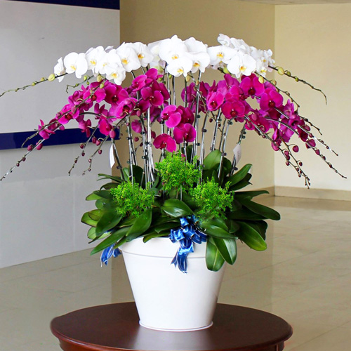 đi khai trương nên tặng gì